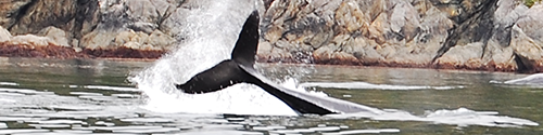 A Whale Tail splashing